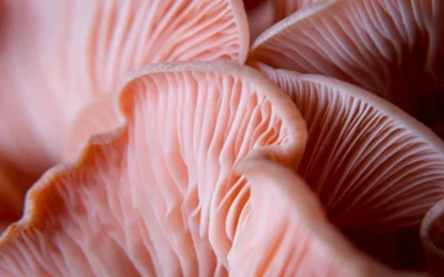 How to Use Oyster Mushroom Grow Bag on a Budget: 2026 Guide