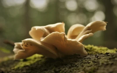 How to Use Oyster Mushroom Spawn for 3lb Bags 2026 Guide