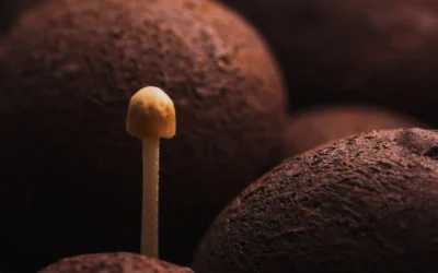 Mushroom Substrate Bag vs Myco Labs: Best Pick 2026