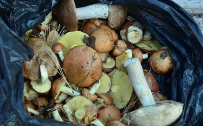 Mushy vs Mushroom Spawn Bag Compared for Growers 2026
