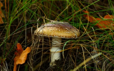 Spore Genetics vs Mushroom Liquid Culture: Grow Verdict 2026